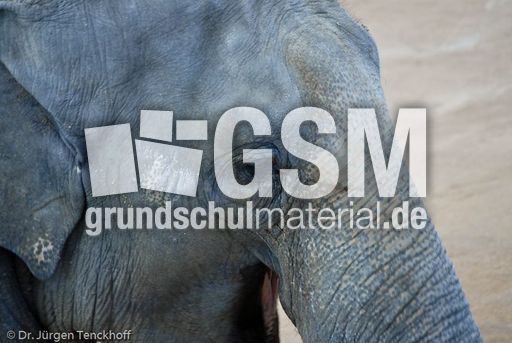 Asiatischer Elefant (4 von 21).jpg